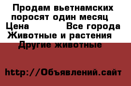 Продам вьетнамских поросят,один месяц › Цена ­ 3 000 - Все города Животные и растения » Другие животные   